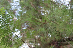Pinus brutia pityusa