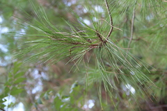 Pinus brutia pityusa