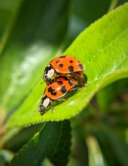 Harmonia axyridis