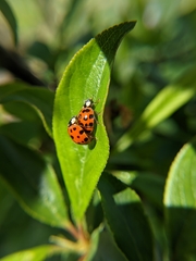 Harmonia axyridis