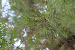 Pinus brutia pityusa