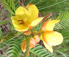 Chamaecrista comosa