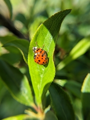 Harmonia axyridis