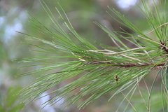 Pinus brutia pityusa
