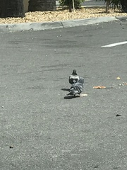 Columba livia domestica