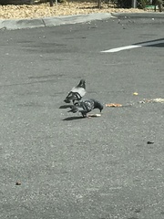 Columba livia domestica