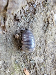 Armadillidium vulgare