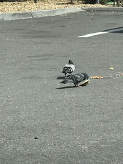 Columba livia domestica