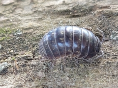 Armadillidium vulgare