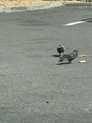 Columba livia domestica