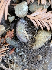 Armadillidium vulgare