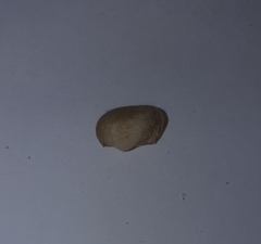 Striarca lactea
