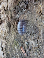 Armadillidium vulgare
