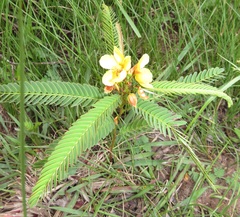 Chamaecrista comosa