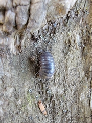 Armadillidium vulgare