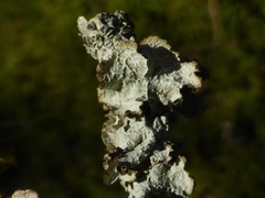 Platismatia norvegica