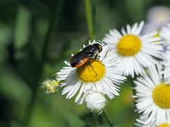 Odontomyia flavissima