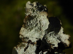 Platismatia norvegica
