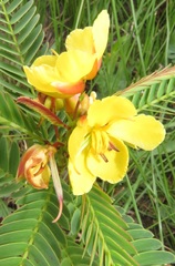Chamaecrista comosa