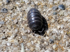 Armadillidium vulgare