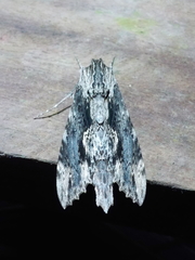 Erinnyis oenotrus