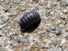 Armadillidium vulgare