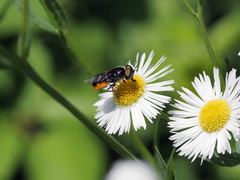 Odontomyia flavissima