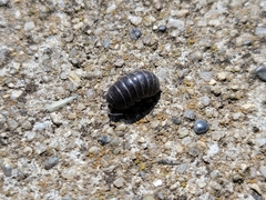 Armadillidium vulgare