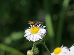 Odontomyia flavissima