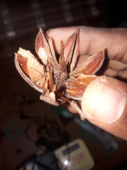 Lagerstroemia speciosa