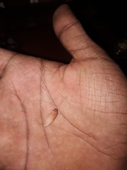 Lagerstroemia speciosa