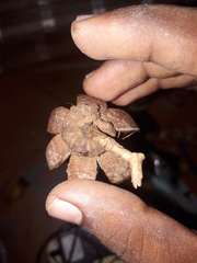 Lagerstroemia speciosa