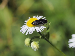 Acmaeodera degener