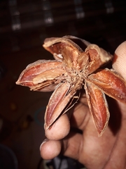 Lagerstroemia speciosa