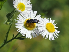 Acmaeodera degener
