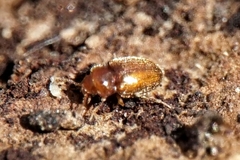 Symbiotes gibberosus