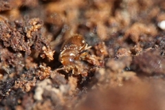 Symbiotes gibberosus