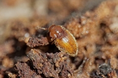 Symbiotes gibberosus