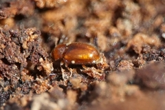 Symbiotes gibberosus