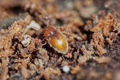 Symbiotes gibberosus