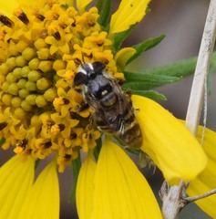 Copestylum tamaulipanum