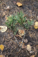 Pinus sylvestris