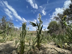 Amsinckia tessellata