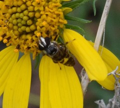 Copestylum tamaulipanum
