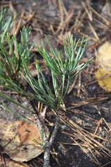 Pinus sylvestris