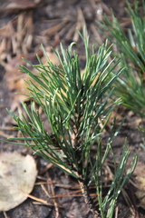 Pinus sylvestris