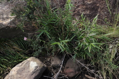 Bergbambos tessellata