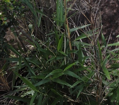 Bergbambos tessellata