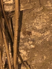Thoropa miliaris
