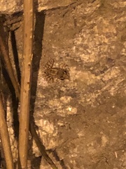 Thoropa miliaris